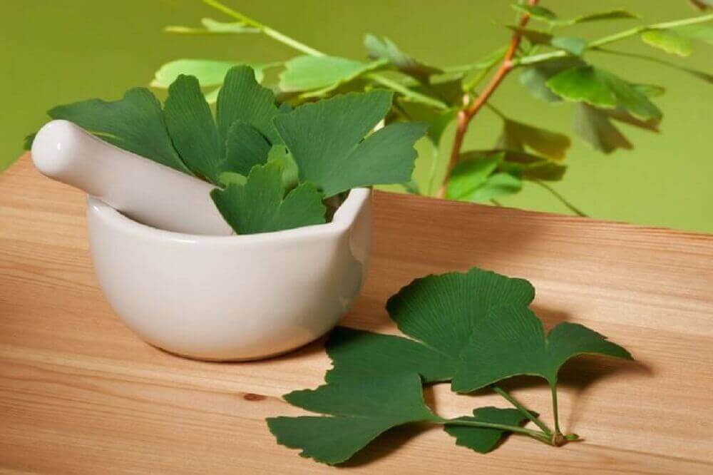 gingko biloba