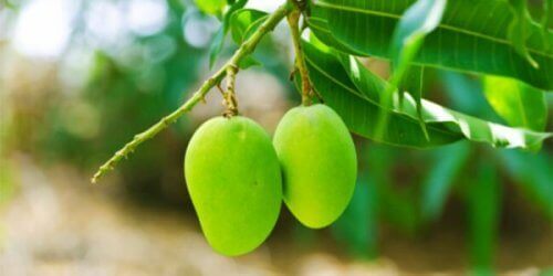 mangot ja mangopuun lehdet