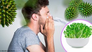 6 alfalfan syömisen hyötyä