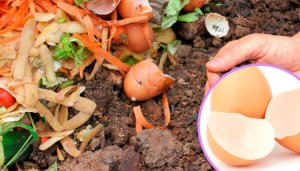 5 vaihtoehtoista tapaa käyttää kananmunan kuoria