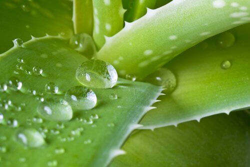 Aloe vera on ympäri maailmaa käytetty lääkekasvi