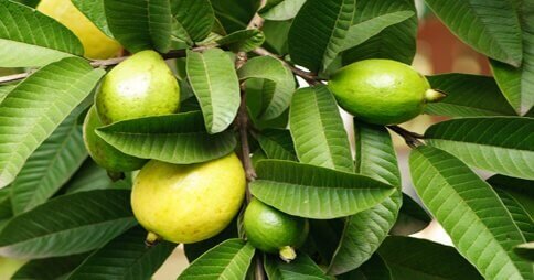 Guavan lehdet ovat tehokas apu runsaaseen valkovuotoon