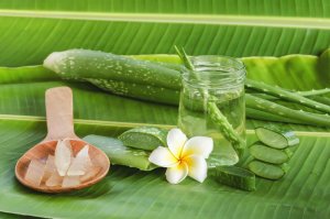Aloe veran uskomattomat terveyshyödyt