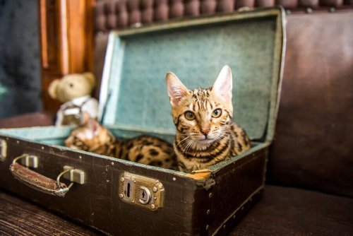 Kierrätä vanhasta matkalaukusta uusi peti kissallesi