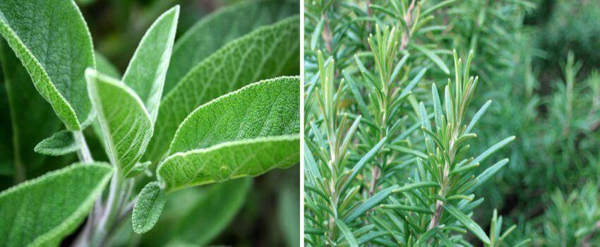 salviaa ja rosmariinia suun haavaumiin