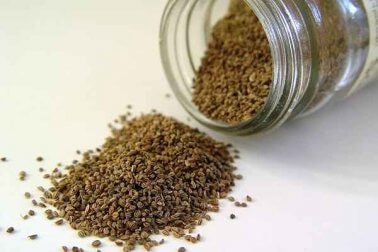 Sellerinsiemenistä valmistettava hauduke on helppo tehdä kotona