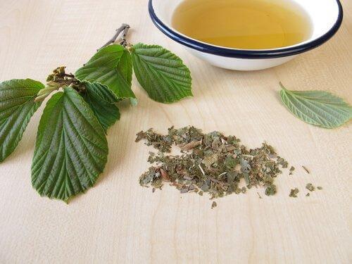 Taikapähkinä lievittää tulehdusta ja punoitusta karvojen ajelun jälkeen