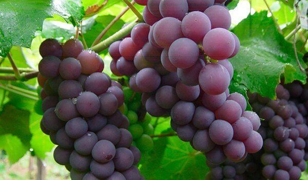 Viinirypäleissä on paljon salisylaatteja, jotka ehkäisevät veren hyytymistä