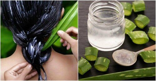 Aloe vera kosteuttaa hiuksia ja päänahkaa