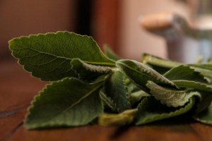 Maksan terveyden parantaminen boldon avulla