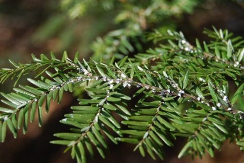 Näin pääset eroon kasvituholaisista sisätiloissa etikalla