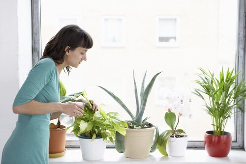 kanelin hyödyt kasveille sisällä kodissa