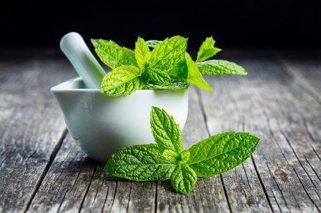 Ärtynyt kurkku lievittyy mintun avulla