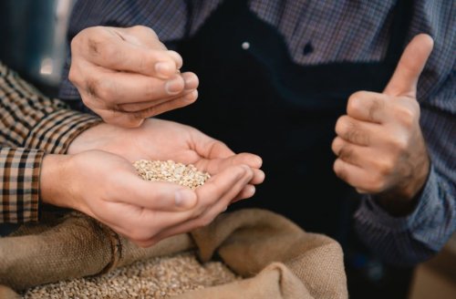 täysjyväviljaa: ohra