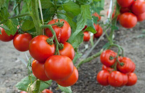 tomaatit kasvamassa