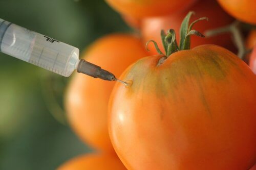 karsinogeeniset ruoat: GMO