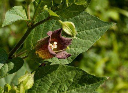 atropiini tulee belladonna-kasvista