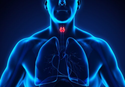 raparperilla voi hoitaa kilpirauhasta