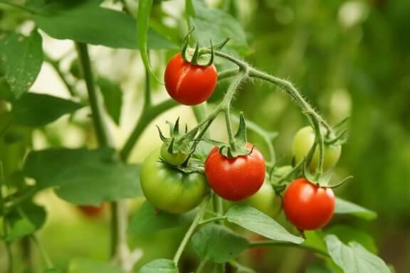 Tomaattien kasvattaminen vain neljällä tomaattiviipaleella