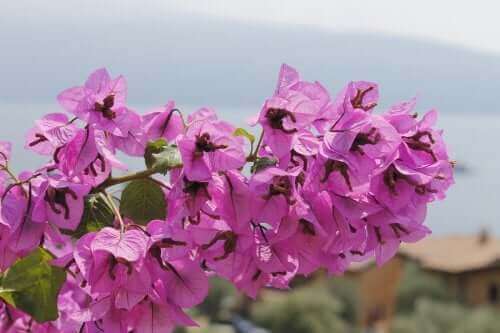 Myrkylliset ihmeköynnökset ovat suosittuja kodin ulkotiloissa