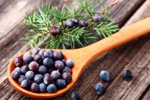 Katajaöljystä on apua taistelussa selluliittia vastaan