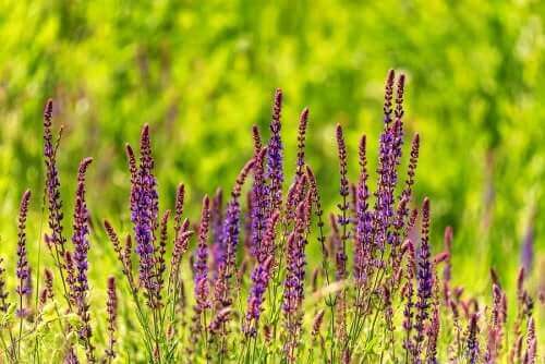 Mazatecinsalvia on vaarallinen kasvi