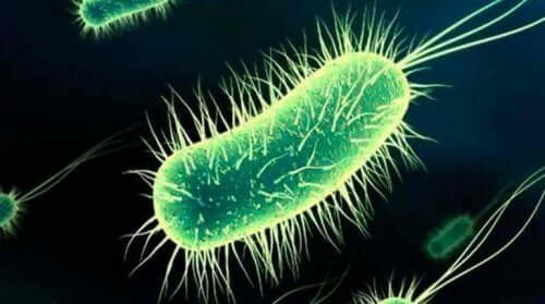 Seksin jälkeinen kystiitti johtuu yleensä Escherichia coli -bakteerista