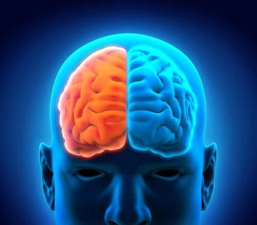 Aivot on helppo jakaa vasempaan ja oikeaan aivopuoliskoon niiden keskellä olevan fissuuran eli uurteen ansiosta