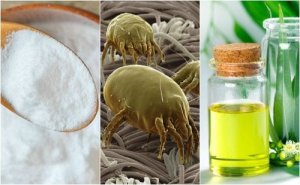 4 tehokasta ratkaisua kodin pölypunkkien eliminointiin