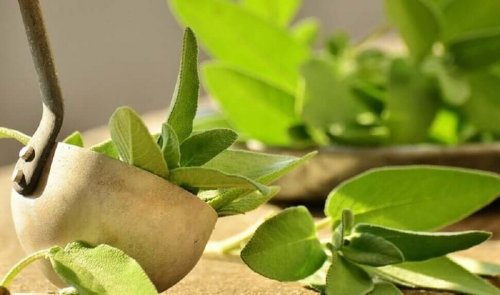 Salvia on erinomainen luonnonlääke kainaloiden epämiellyttävän hajun ja liiallisen hikoilun ehkäisyyn