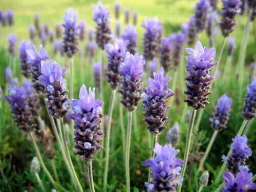 kasvata tuoksukukkaa laventelia