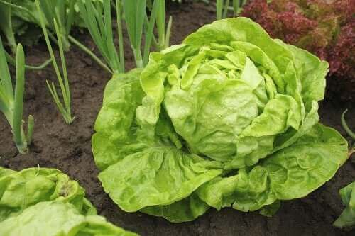 Eri salaattilajikkeita ja niiden kasvattaminen