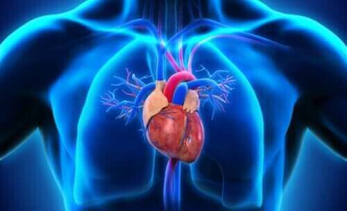 Sydän ihmisen kehossa.