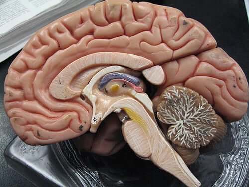 aivoistamme löytyy kolme eri aivokalvoa: kovakalvo eli dura, lukinkalvo eli araknoideakalvo sekä pehmytkalvo tai pehmeäkalvo