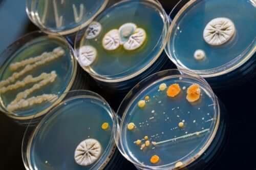 Antibioottien tehtävänä on tappaa tai estää tiettyjen herkkien mikro-organismien tyyppien kasvua
