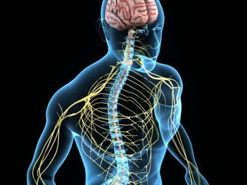 Essentiaalinen vapina liittyy hermoston muutoksiin