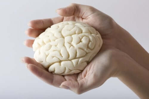 Aivolohkot määritellään anatomisesti, eli sen mukaan, missä aivojen osassa kukin aivolohko sijaitsee