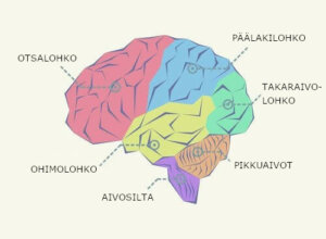 Aivolohkot: osien jakautuminen ja toiminnot