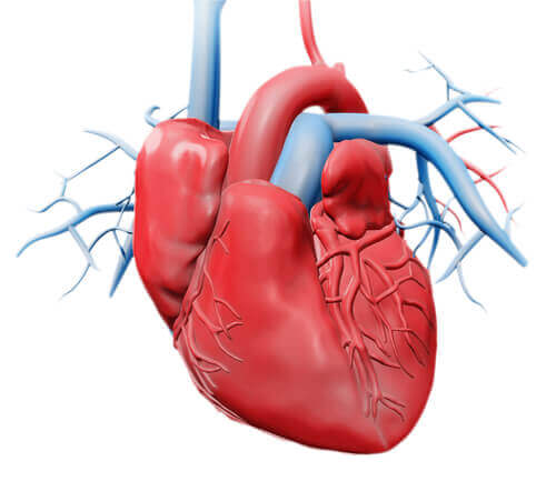 Sydän koostuu neljästä eri lokerosta ja läpästä, joiden avulla veri virtaa aina oikeaan suuntaan ja oikealla voimakkuudella