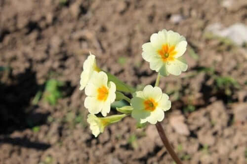 Esikot ovat helppohoitoisia kasveja