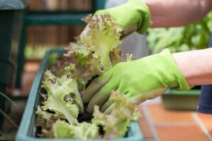 Kaupunkipuutarhan rakentaminen pieneen tilaan