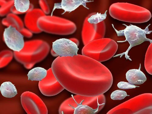 Veren hyytymisessä tarvitaan verihiutaleita