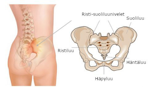 risti-suoliluunivelet