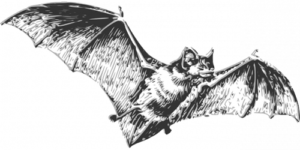 Lepakot ovat koronaviruksen aiheuttajia