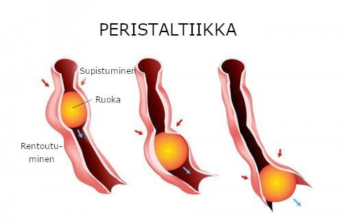 Peristaltiikka ruoansulatuselimistössä.
