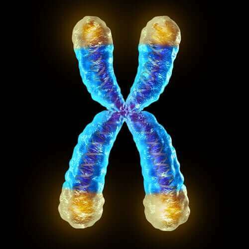 Mitä telomeerit ovat?