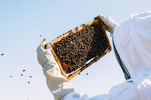 Kuningatarhyytelö on mehiläisten hoidosta saatava tuote, jonka pääasiallisena tarkoituksena on toimia ravintona mehiläispesän kuningattarelle