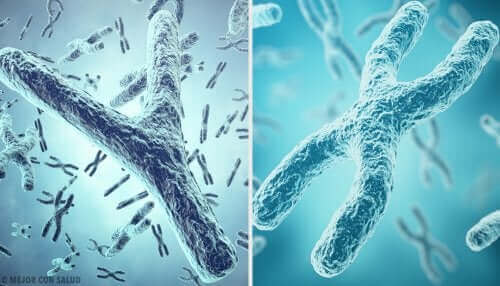 Telomeerit ovat kromosomien osa.