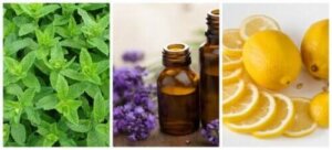 Helppoja kotitekoisia muurahaiskarkottimia