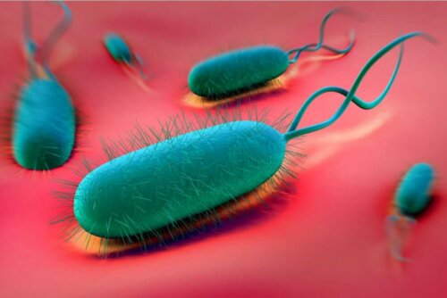 Helicobacter pylori -nimisen bakteerin aiheuttama infektio on yksi mahahaavaan johtavista yleisimmistä tekijöistä